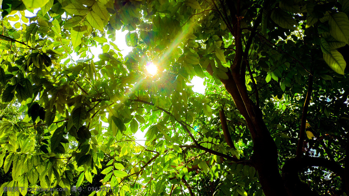 树荫 树 绿叶 树下 光线 自然景观 自然风景