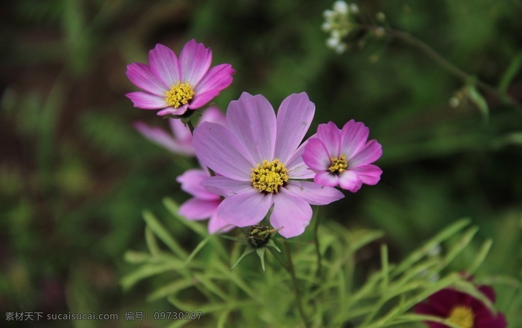 格桑花 波斯菊 红色 一片 秋英 生物世界 花草