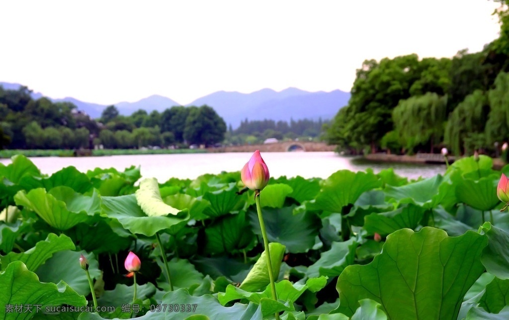 公园荷花池 含苞待放 花蕾 荷花 荷叶 荷花池 湖景 湖面 湖水 树木 山丘 园艺 绿化 公园 全景 自然 草地 唯美 风景 风光 旅行 人文 大自然 自然保护区 植被 自然风景 森林公园 森林 纪念公园 雾 水 湖 公园绿化 生物世界 花草
