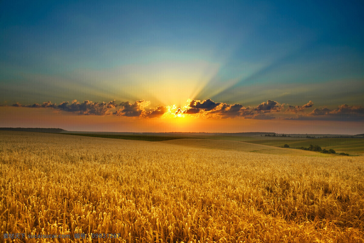 唯美夕阳麦田 秦皇岛 自然 风景 风光 旅行 夕阳 落日 日落 黄昏 傍晚 植物 蓝天 彩云 火烧云 晚霞 唯美 清新 意境 麦田 旅游摄影 国内旅游
