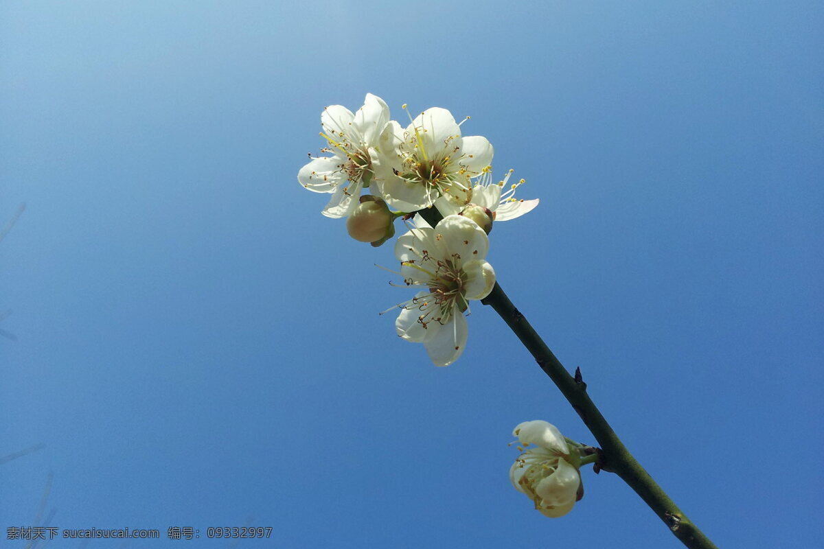 唯美 白色 梅花 白色花朵 梅花枝 白花 花枝