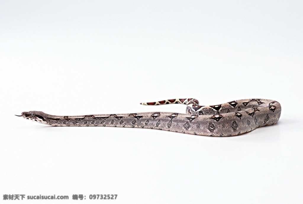 蛇 蟒蛇 动物 蛇照片 大蟒蛇 非洲蟒 生物世界 野生动物