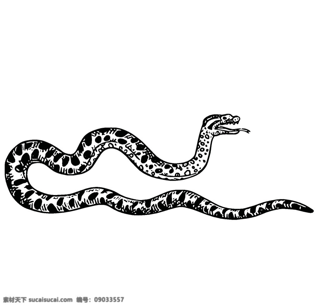 爬行动物 线 稿 绘画 图案 蛇 青蛙 蜥蜴 海报 野生动物 素描 创意 插画 图谱 生物 科学研究 线条 爬虫 昆虫 肉食动物 水生动物 野生动物绘画