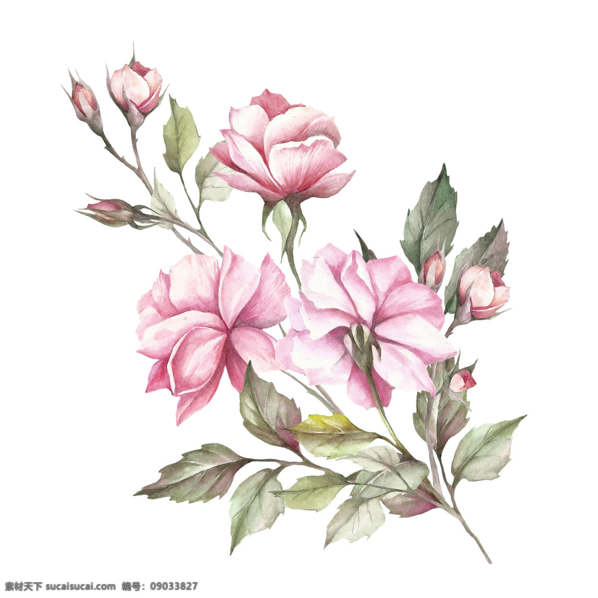 手绘花图片 手绘花 水彩花 铅笔画 月季 玫瑰花 高清 印花 粉色花 花卉 分层
