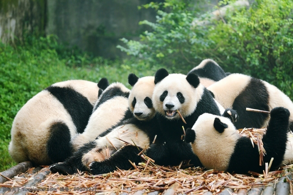 熊猫图片 动物 熊猫 可爱 动物园 国宝熊猫 旅游摄影 自然风景