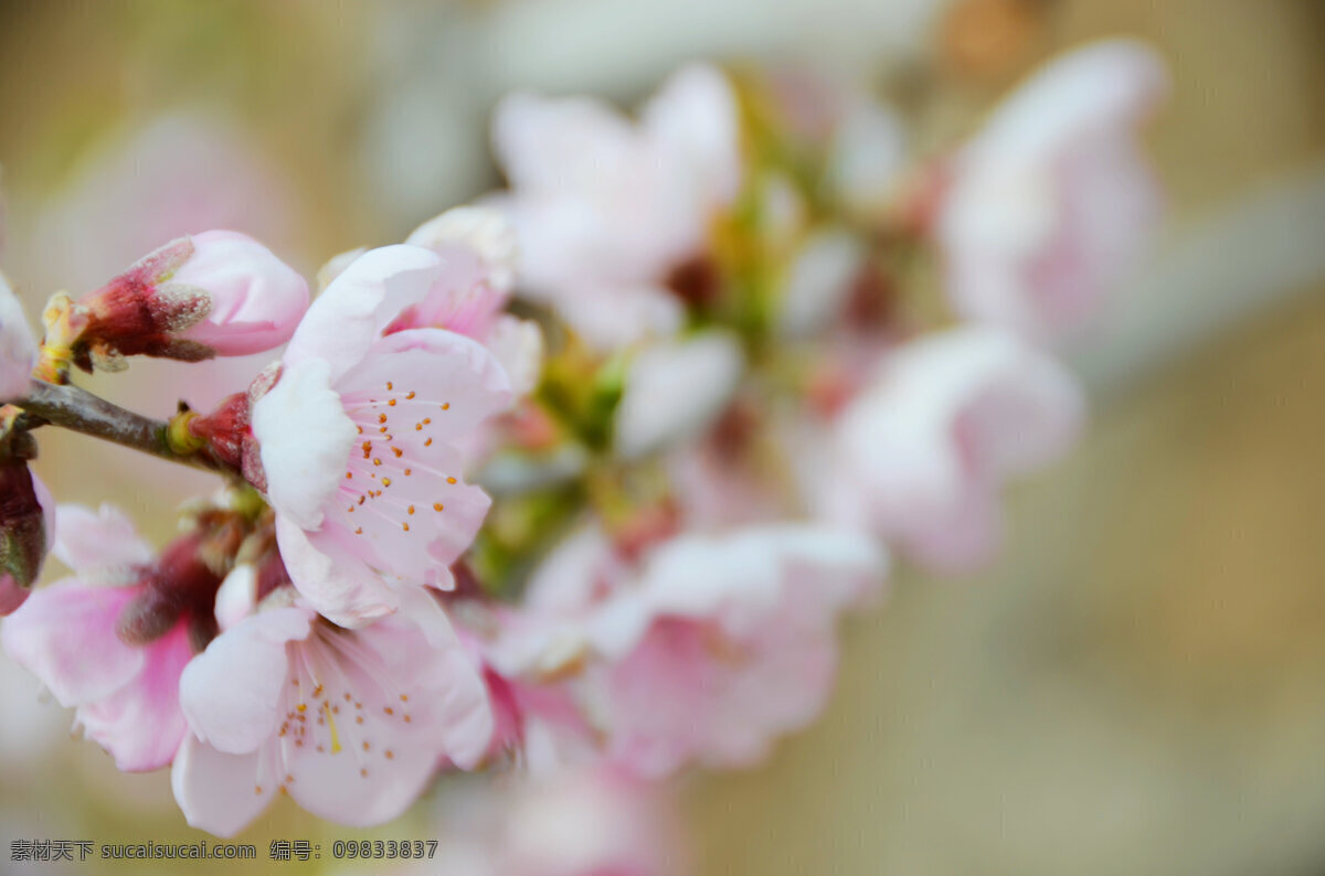 桃花 春天 花草 花卉 生物世界