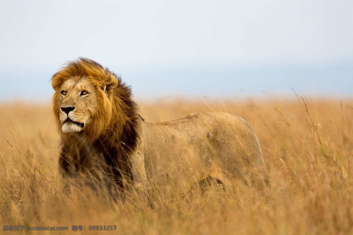 非洲 狮子 高清 非洲动物 非洲狮 狮子王 野草 杂草