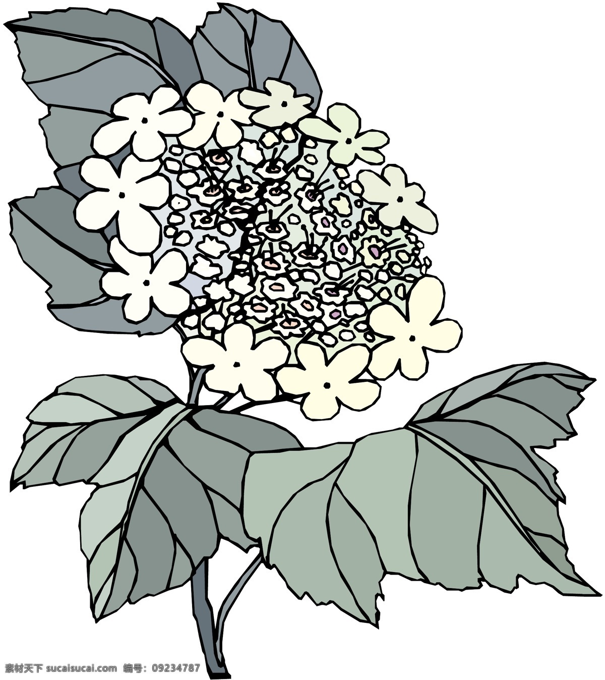 花朵 花草 鲜花 矢量 格式 eps格式 设计素材 花草世界 矢量植物 矢量图库 白色