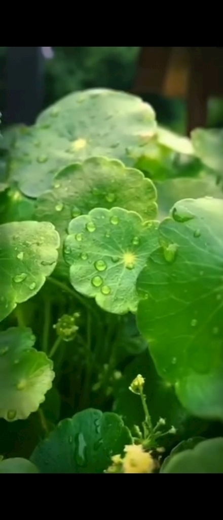 绿叶 绿色 绿景 绿植 绿油油 叶子 叶 水珠 雨点 雨滴 雨珠 小叶子 风景 多媒体 实拍视频 自然风光 mp4
