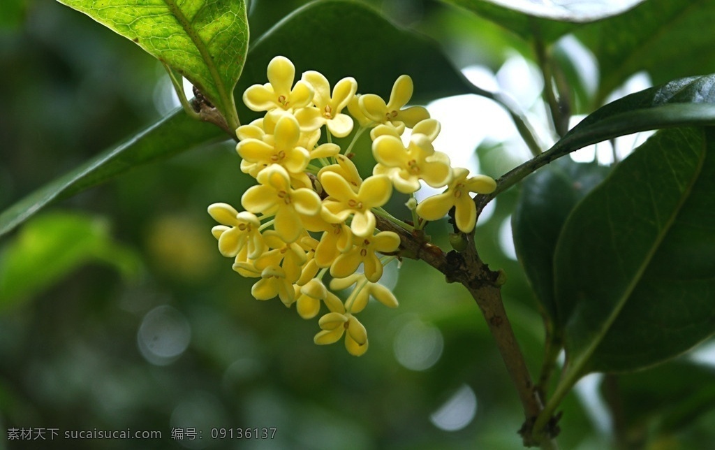 金桂 银桂 桂花树 桂花飘香 桂花林 桂花香 八月桂花香 桂花园 桂花 生物世界 花草