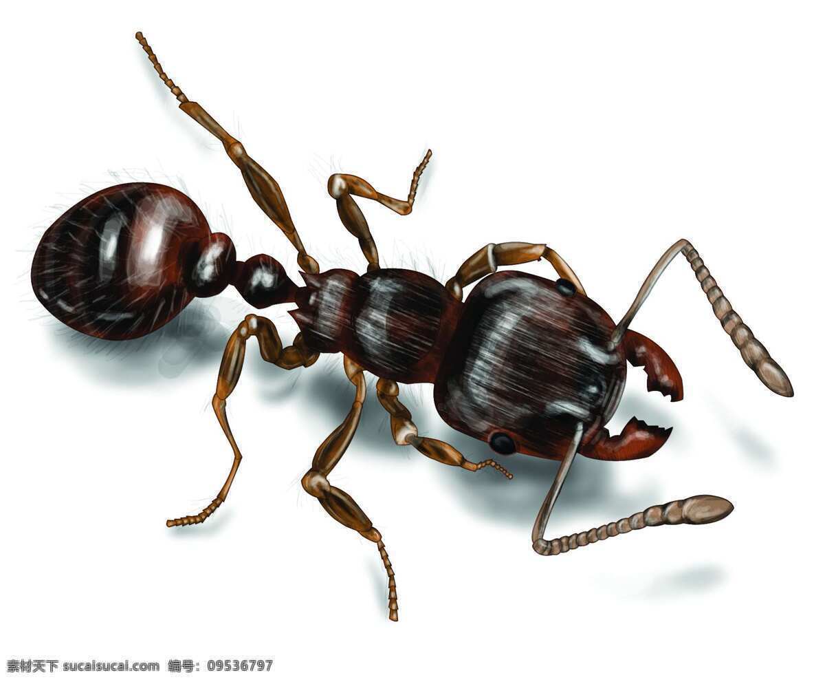 蚂蚁 蚁 兵蚁 ant 昆虫 生物世界 白色