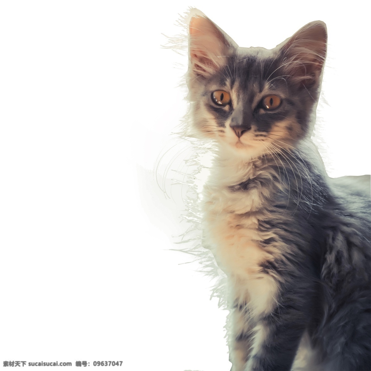 小 猫咪 实拍 小猫 动物 萌宠 猫奴 可爱 宠物 猫咪实物拍摄