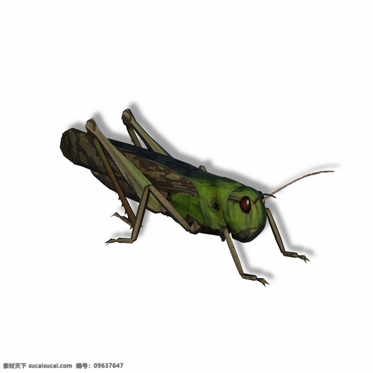 翠绿色 蝗虫 害虫 蚱蜢 昆虫 虫子