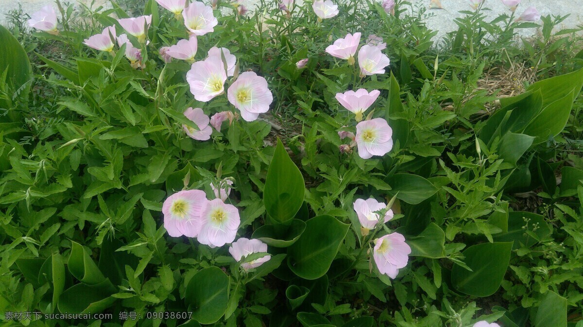 待霄草 月见草 山芝麻 花 花朵 生物世界 花草