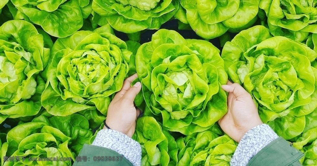 包菜 时令蔬菜 设施蔬菜 有机蔬菜 农作物 蔬菜 生物世界