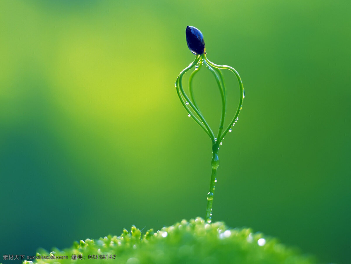 绿色 生物 花蕾 树叶 绿色生物 生物世界