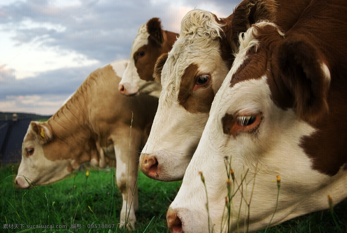 奶牛图片素材 动物 草地 牧场 奶牛 吃食 陆地动物 生物世界