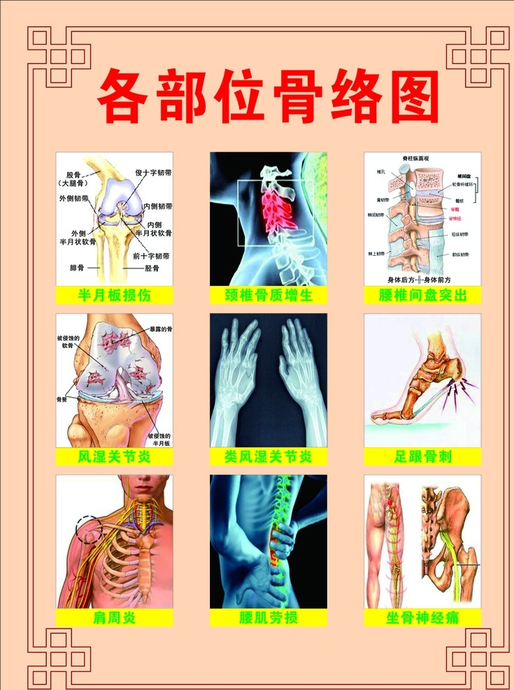 骨络图 骨络 各部位图 养生关节 边框 风湿关节 颈椎 生活百科 医疗保健