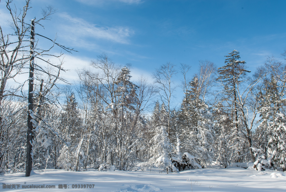 冬季森林雪景 冬季 森林 雪景 树林 雾凇 树挂 蓝天 吉林 大雪 自然景观 自然风景