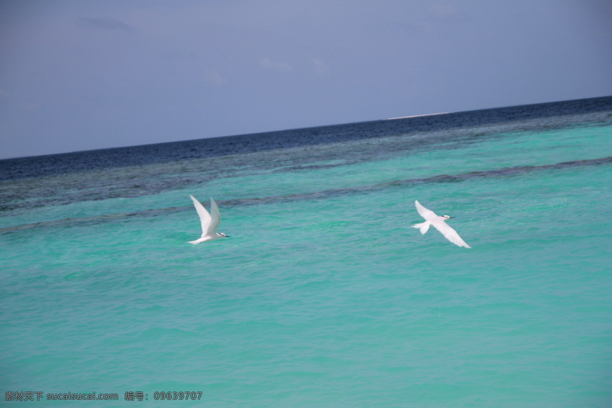 水鸟 翅膀 大海 国外旅游 蓝色 旅游摄影 绿色 马尔代夫 白浪 psd源文件