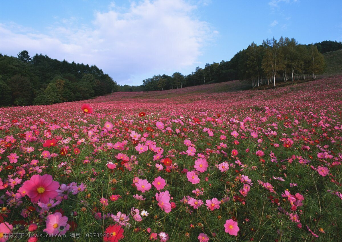 红色 花卉 风景 自然风景 花草 生物世界 鲜花 花海 绿色 花卉风景 红色花海 花草树木