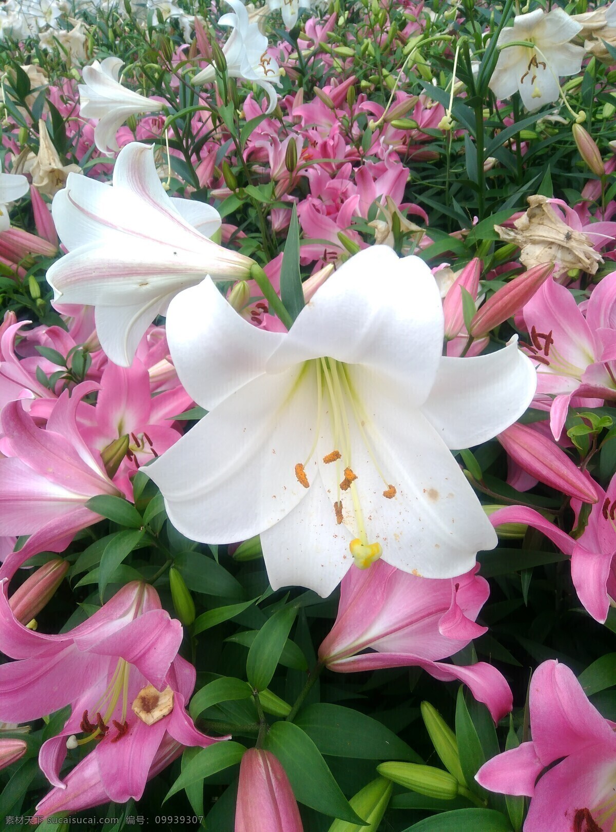 百合花 百合 百合花苞 红色百合花 红色百合 花瓣特写 花蕊特写 百合摄影 百合近景 百合特写 一支百合花 花蕊 花苞 白色百合花 金色百合花 香水百合 鲜花 花卉 花卉风景 生物世界 花草