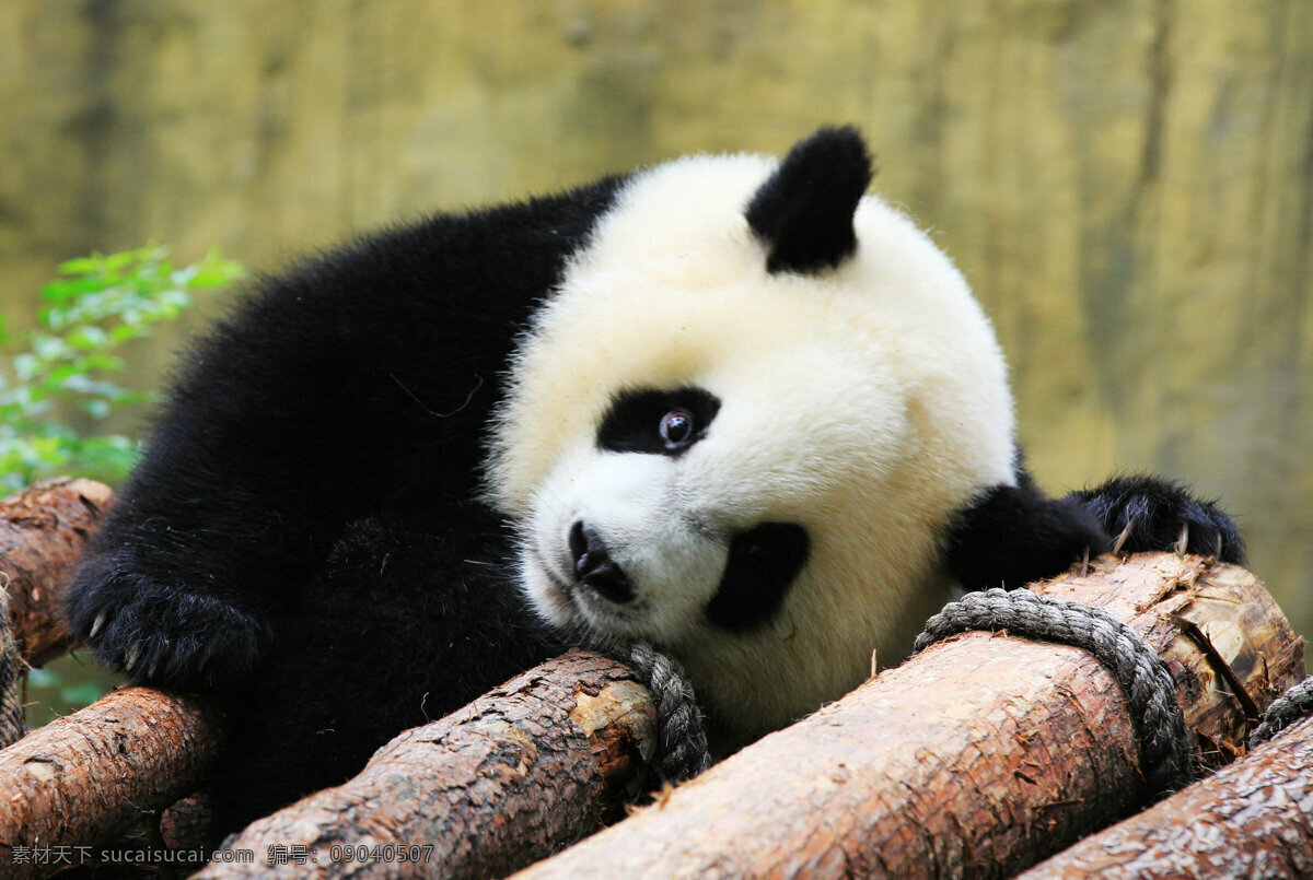 可爱 大熊猫 高清 国宝 熊猫 动物 保护动物