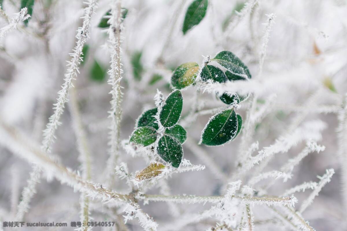 霜降图片 霜降 深秋 冰霜 冰雪 冰花 冰雪植物 冰雪覆盖 唯美冰雪 雪景冰霜 霜冻 雾凇 树枝 植物 冰冻 白色的冬天 枝条素材 寒带植被 霜冻的树叶 树枝上的霜 霜叶 天气 自然景观 雪花 霜花 冬天 户外 雪景 24节气 霜降节气 霜降素材 霜降设计 自然风景专辑 自然风景