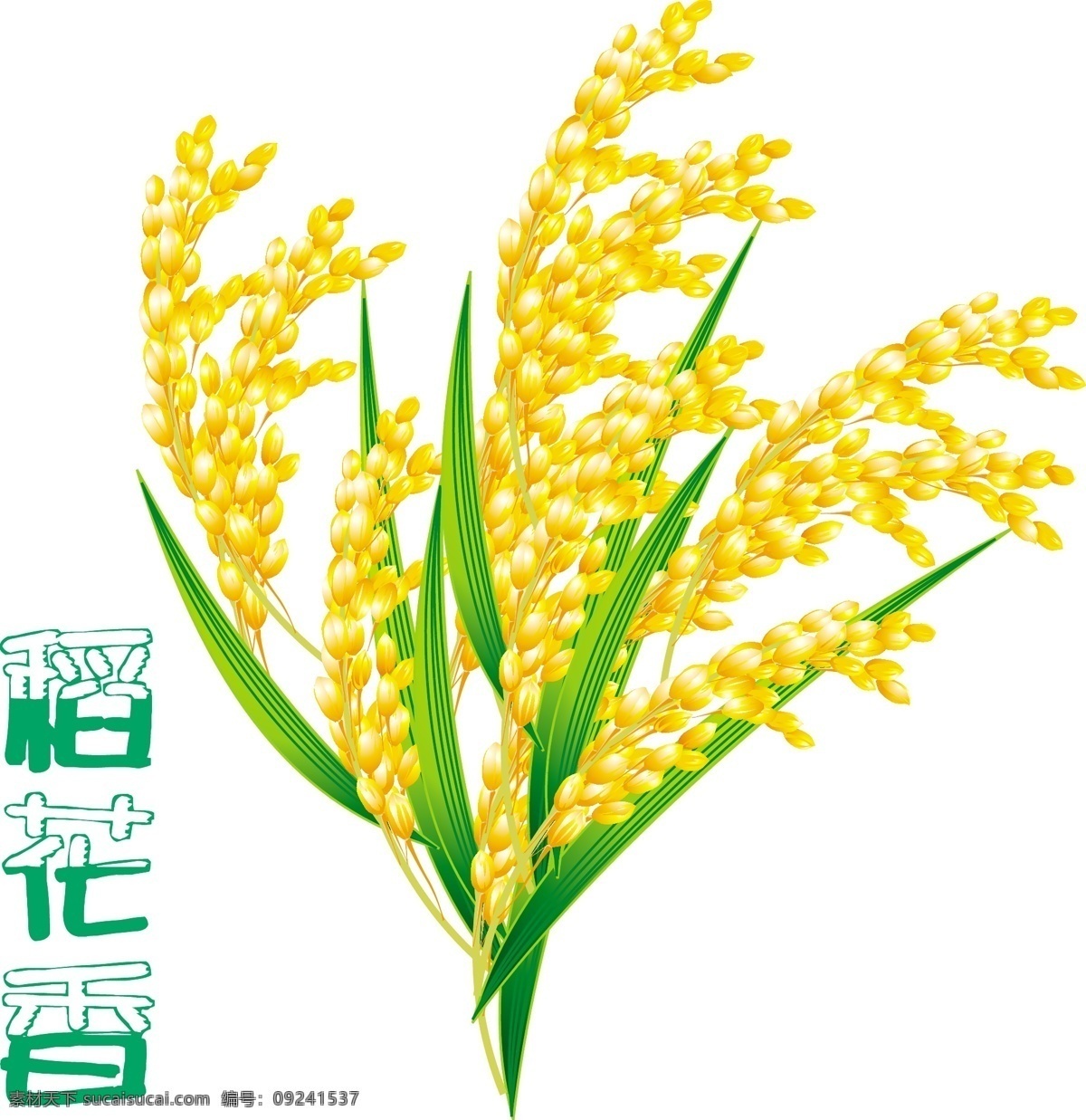 矢量手绘稻穗 稻穗 稻谷 金黄 花纹 花边 边框 丰收 收获 粮食 农作物 农产品 植物 果实 矢量素材 其他矢量 矢量 逼真 水稻 电脑手绘 矢量农作物 其他生物 生物世界 田园风光 自然景观