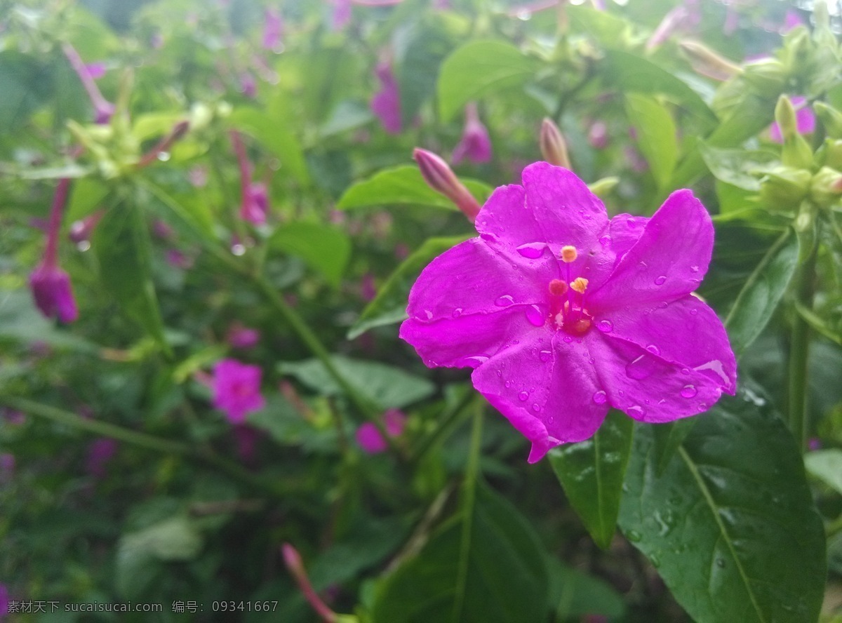 紫茉莉 野生 紫色 茉莉花 胭脂花 石竹目 紫茉莉科 盛开 五瓣 植物 花草 生物世界