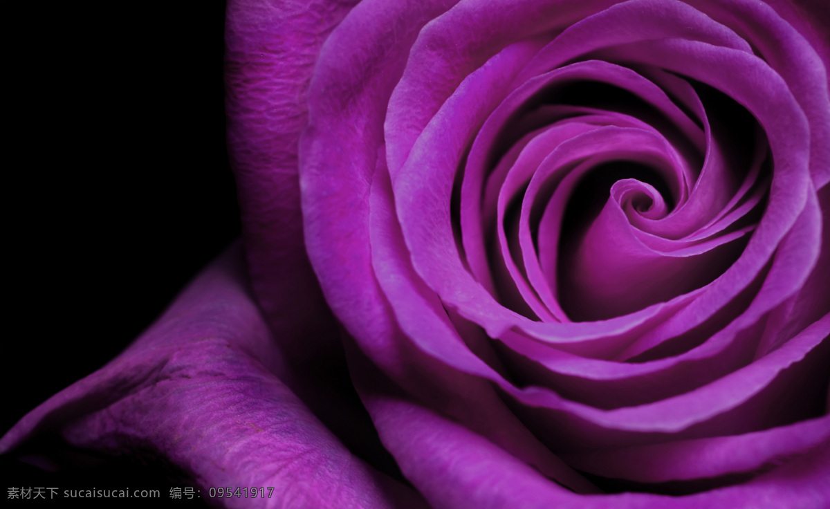 唯美 紫色 玫瑰花 花朵 花卉 梦幻