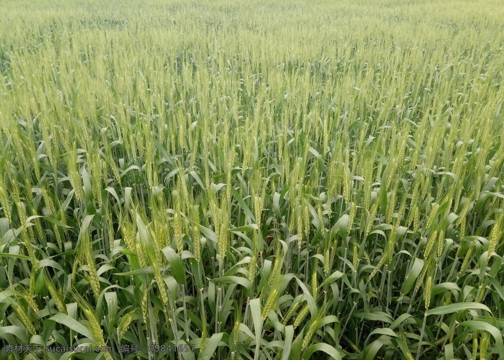 青麦田 青麦 宝应的麦田 背景 生物世界