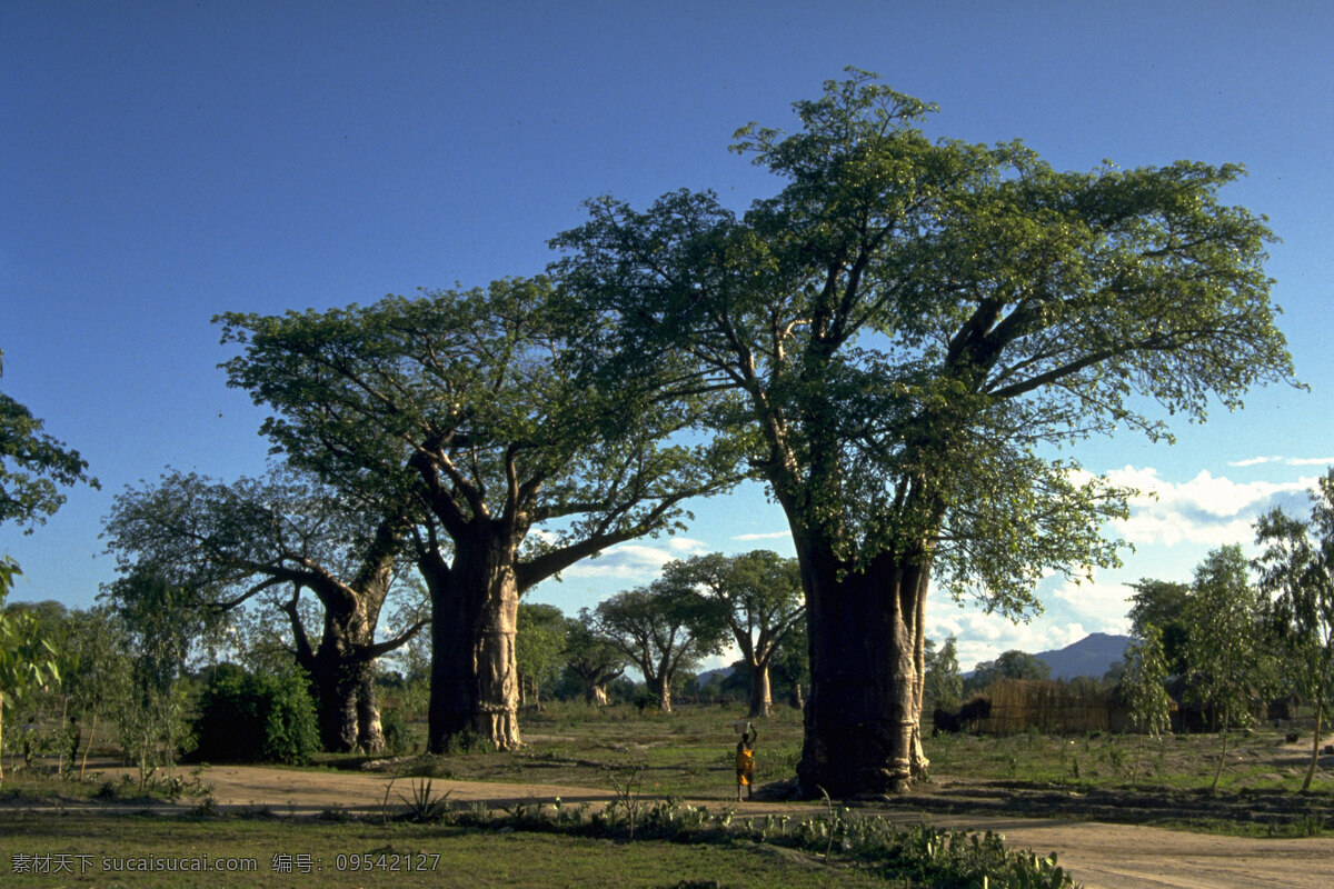 大树 非洲 热带雨林 森林 野生公园 树叶 树 植物 阳光 夕阳 树枝 风景 自然风景 美丽风景 风景摄影 旅游摄影