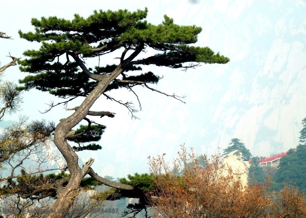 青松 树 高山 景观 自然风景 树木树叶 生物世界