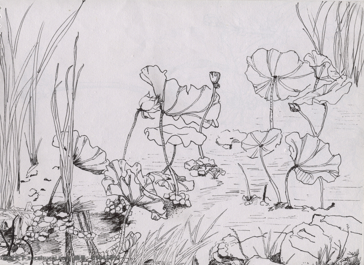 荷花 速写 绘画 素描 作业 荷叶 共享图片