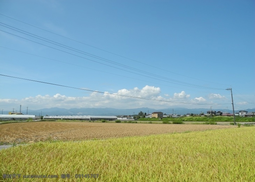 稻香 稻田 日式风格 蓝天白云 日本乡村 旅游摄影 自然风景