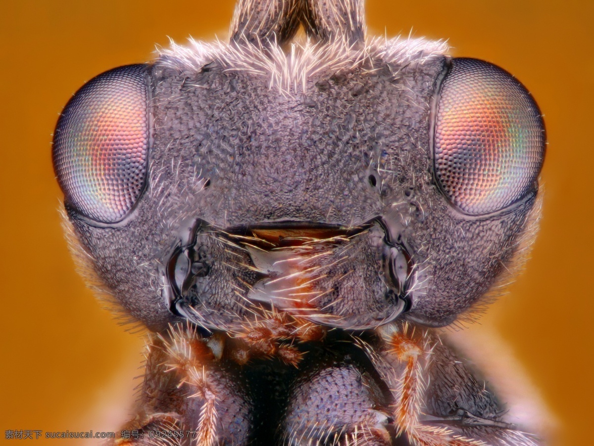 昆虫世界微距 昆虫 世界 微 距 彩色微距 虫类 微距摄影 昆虫眼睛 昆虫动物 昆虫世界 生物世界 棕色
