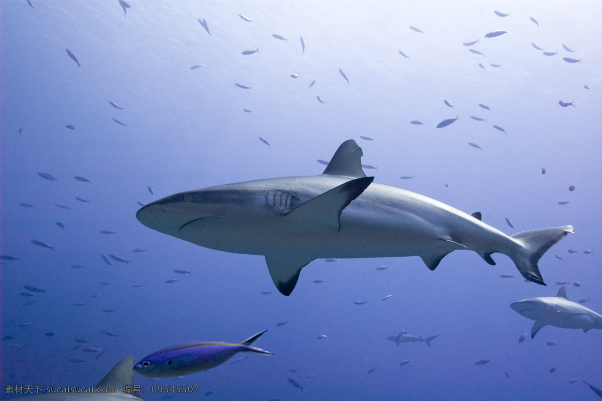 鲨鱼 海洋 海底 动物 鱼 深海鱼 鲸鱼 大海 潜水 吃肉鱼 大白鲨 生物 生物摄影 黄色鱼 海洋生物 生物世界 鱼类