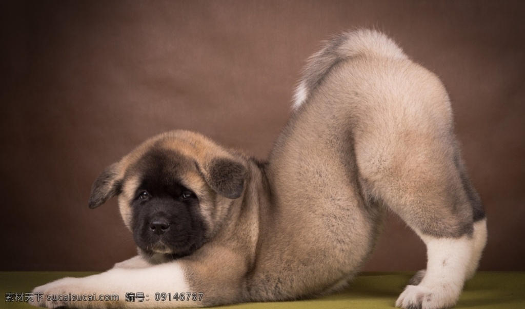 狗特写 狗素材 狗图片 狗写真 犬 宠物狗 黑狗 白狗 小狗 大狗 狗壁纸 狗狗 宠物 萌犬 狗摆拍 趴着 撅屁股 伸懒腰 摄影动物 生物世界 家禽家畜