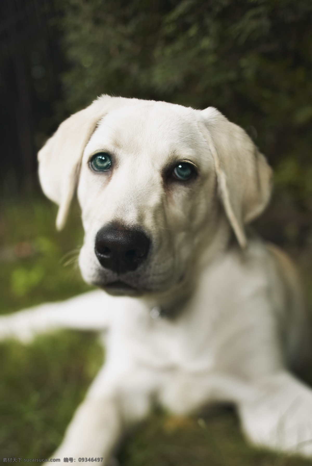 白色 宠物狗 宠物 可爱 小狗 名犬 名贵犬种 犬科动物 狗狗图片 生物世界