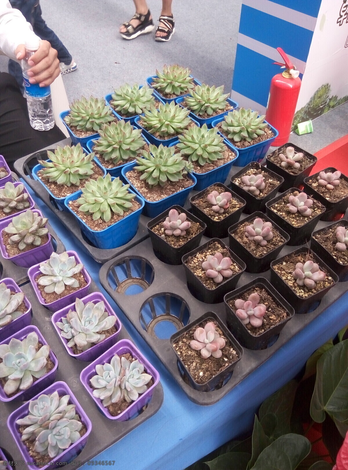 多肉植物 多肉微景观 多肉盆景 多肉盆栽 多肉美图 多肉高清图片 观花多肉 生物世界 花草 黑色