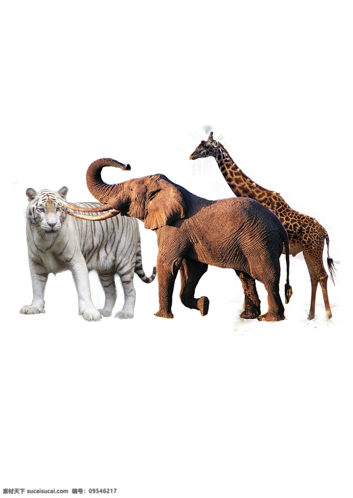 白虎 大象 长颈鹿 野生动物 分层 源文件