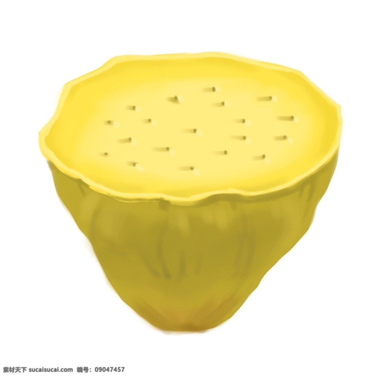 黄色 成熟 莲藕 插图 黄色莲藕植物 成熟的莲藕 黄色插图 精美的设计 平面设计 卡通插画 荷花莲蓬