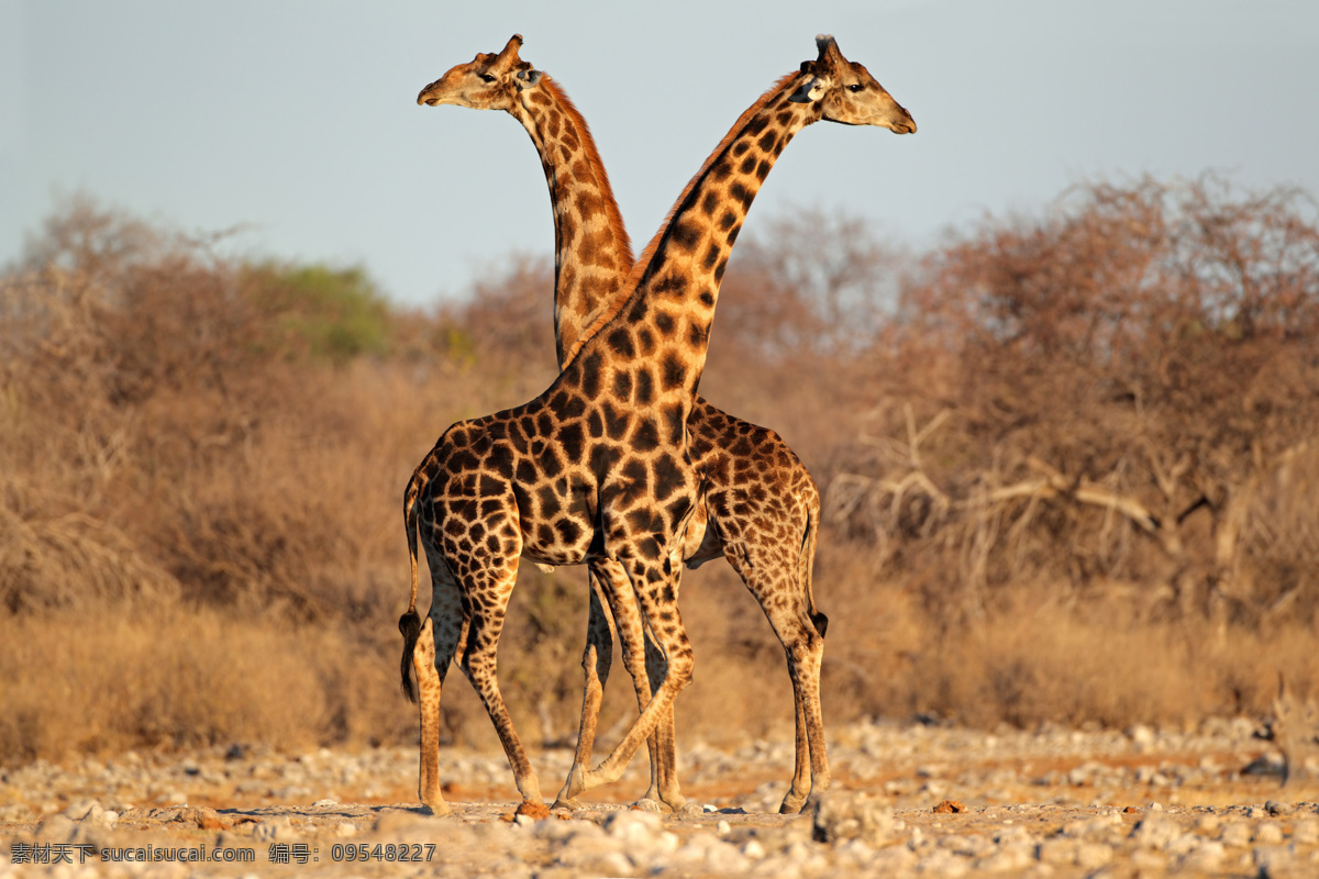 长颈鹿 动物世界 动物摄影 陆地动物 生物世界