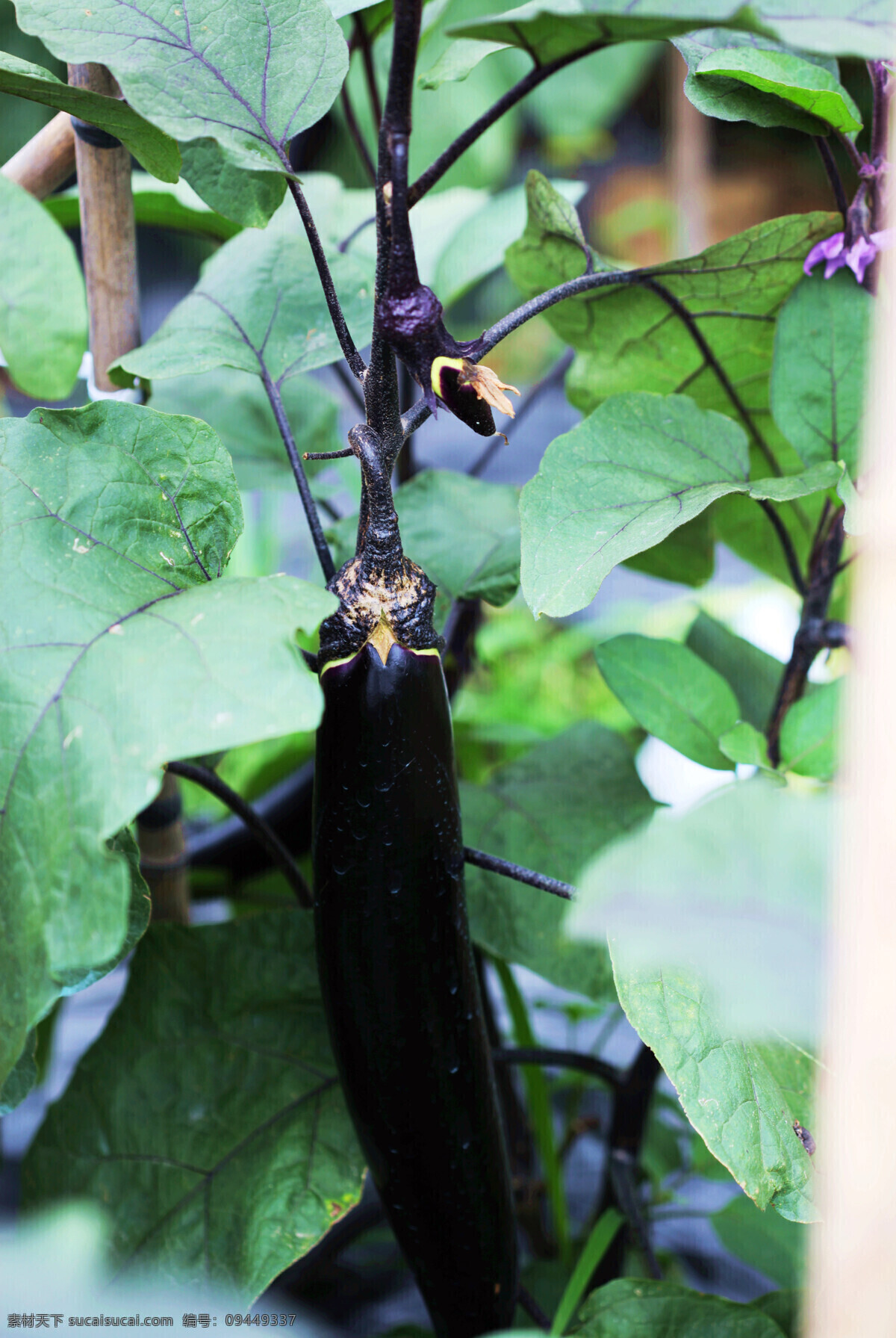茄子 摄影图库 生物世界 动植物 植物 蔬菜 黑色