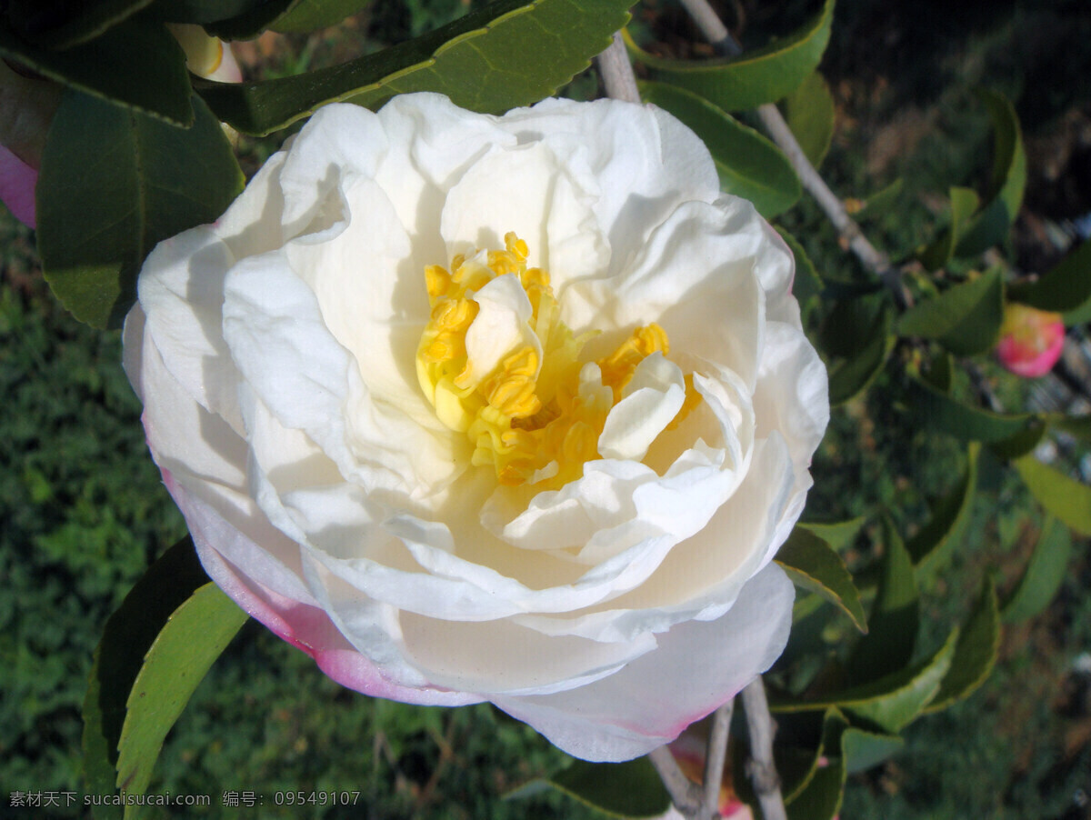 茶花 白色花 黄色花心 花蕾 绿叶 其他树木 花草 生物世界