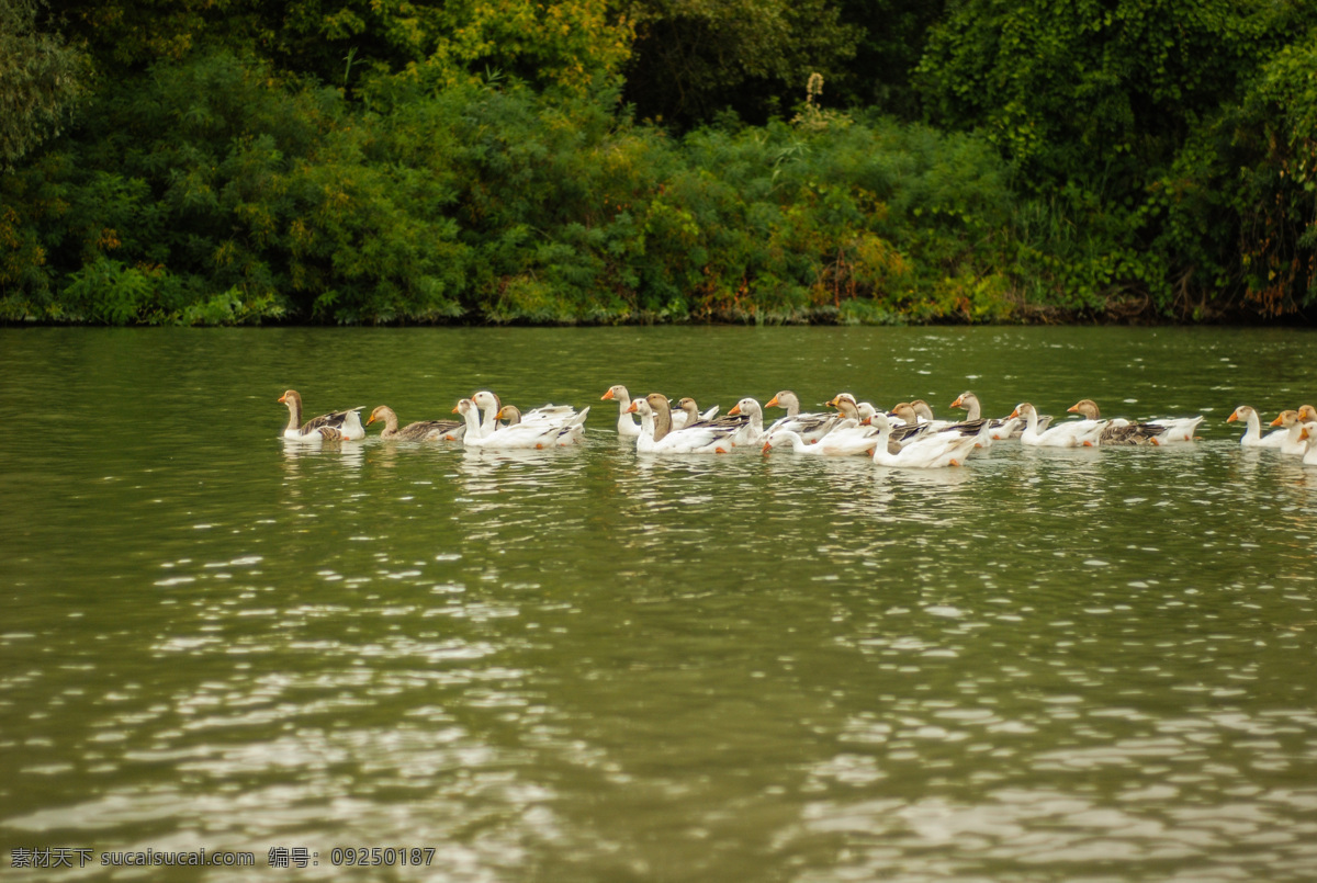 鸭子 动物 自然 可爱 湖水 湖泊 生物世界 鸟类