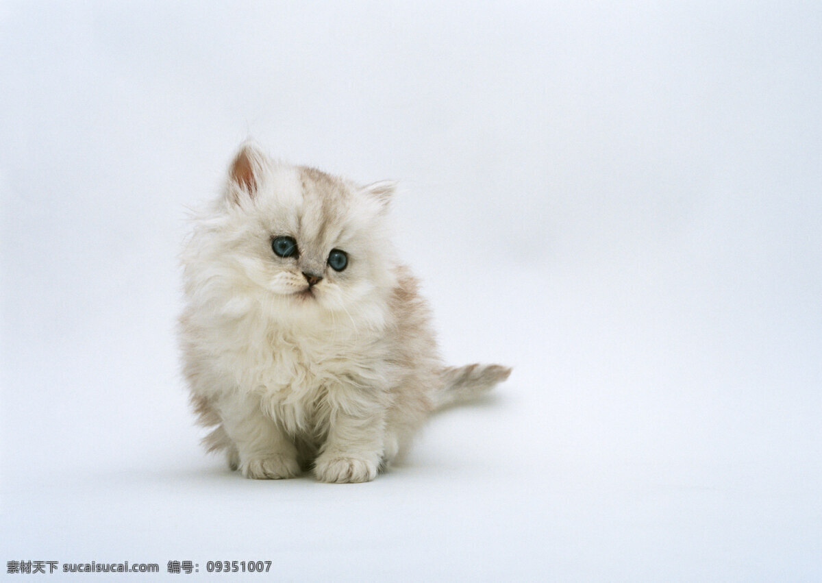 猫 可爱 卖萌 小猫 白猫 生物世界 家禽家畜