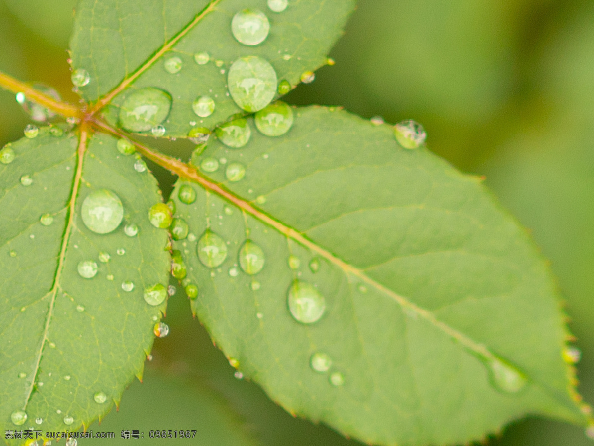 水珠 雨后 月季 绿色 水滴 生物世界 花草