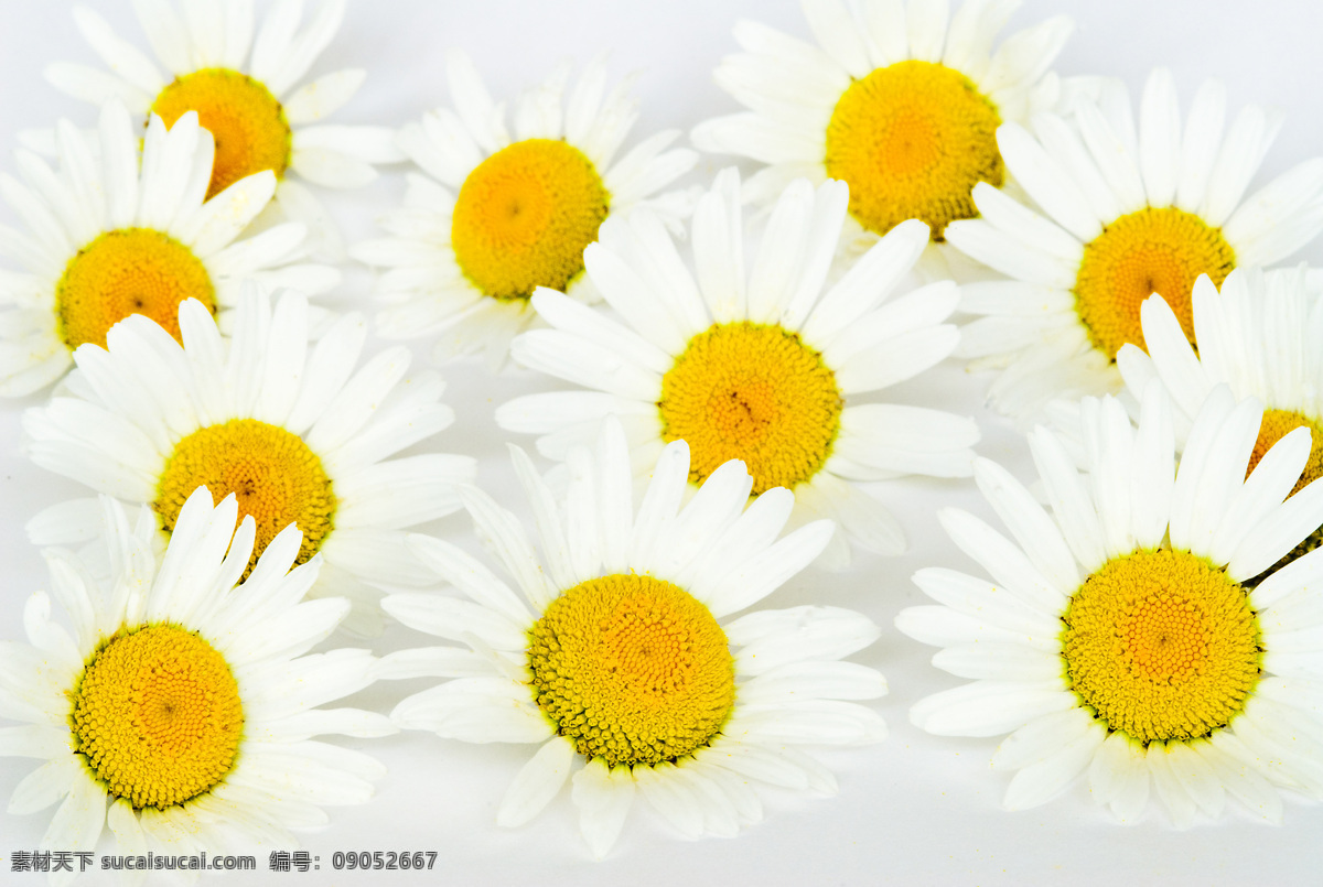 雏菊背景 植物 鲜花 鲜花背景 雏菊 纯洁 干净 花草树木 生物世界 白色
